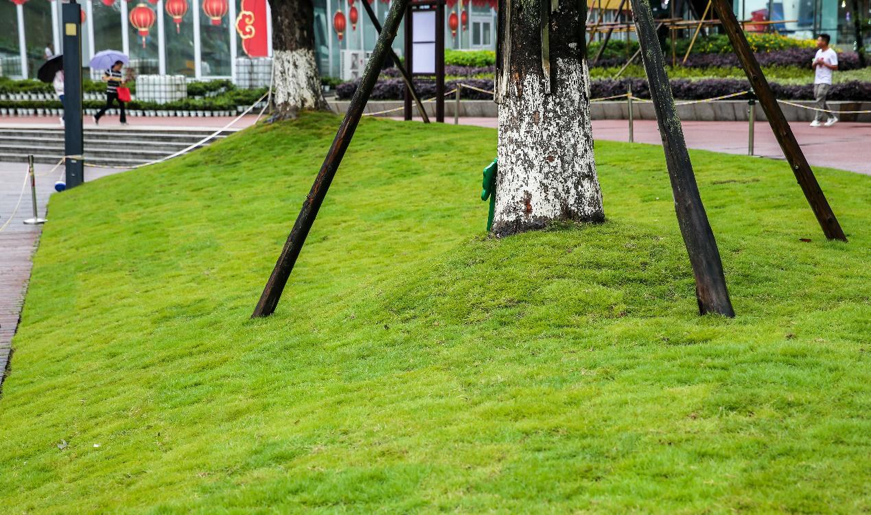 花果园湿地公园草坪,花果园湿地公园阳光草坪