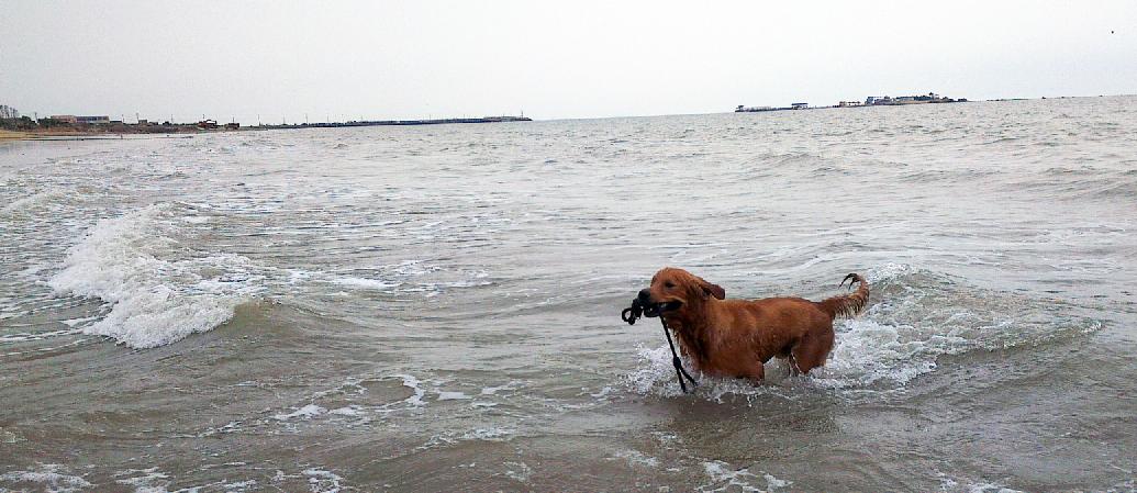 带狗狗旅行必备清单,狗狗也可以去的海边