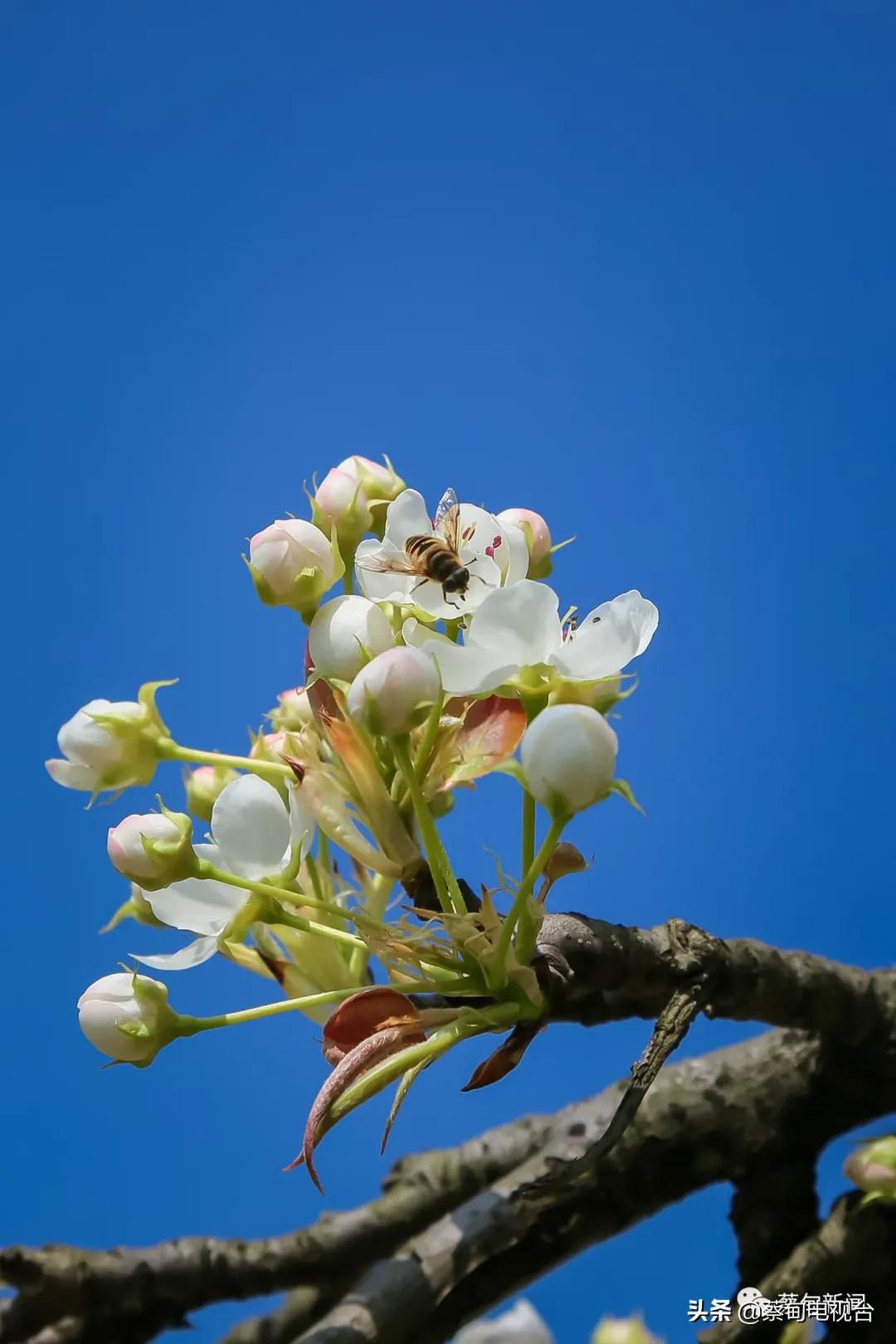 桃之夭夭!来武汉蔡甸世外桃源,许你万株桃花