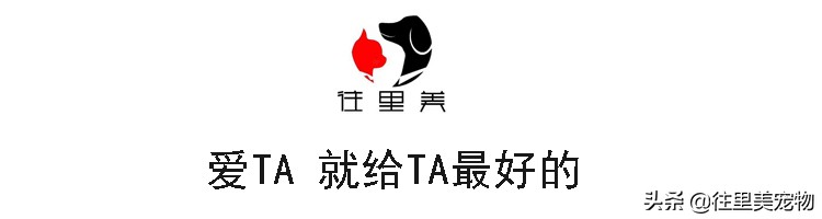 哈士奇二哈详解,二哈其实不傻