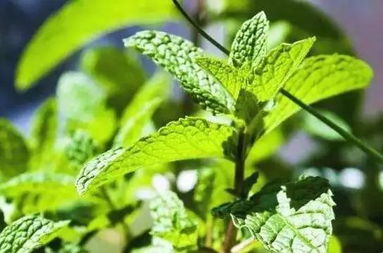 羽绒大衣清洗方法大全,羽绒袄衣服洗不干净的小妙招