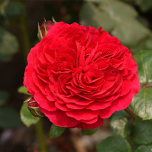 99棵月季,最值得入手的玫瑰月季