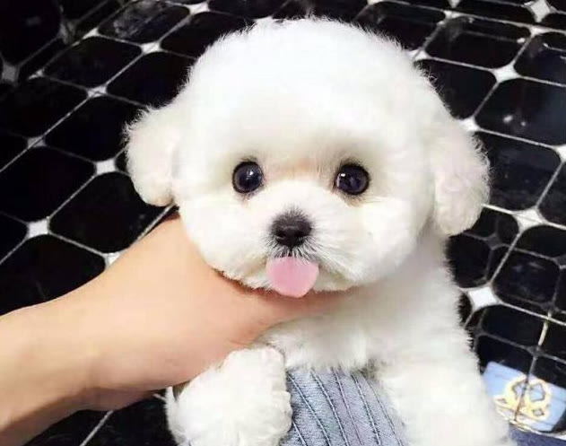 比熊一顿吃多少狗粮合适,比熊一顿吃多少狗粮合适两个月