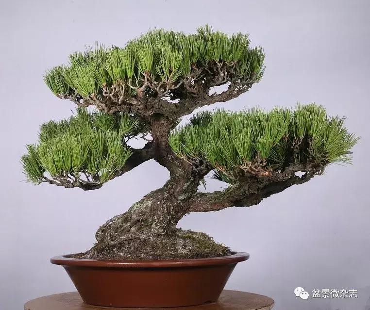 日本精品微型盆景介绍,日本盆景与中国盆景树种比较