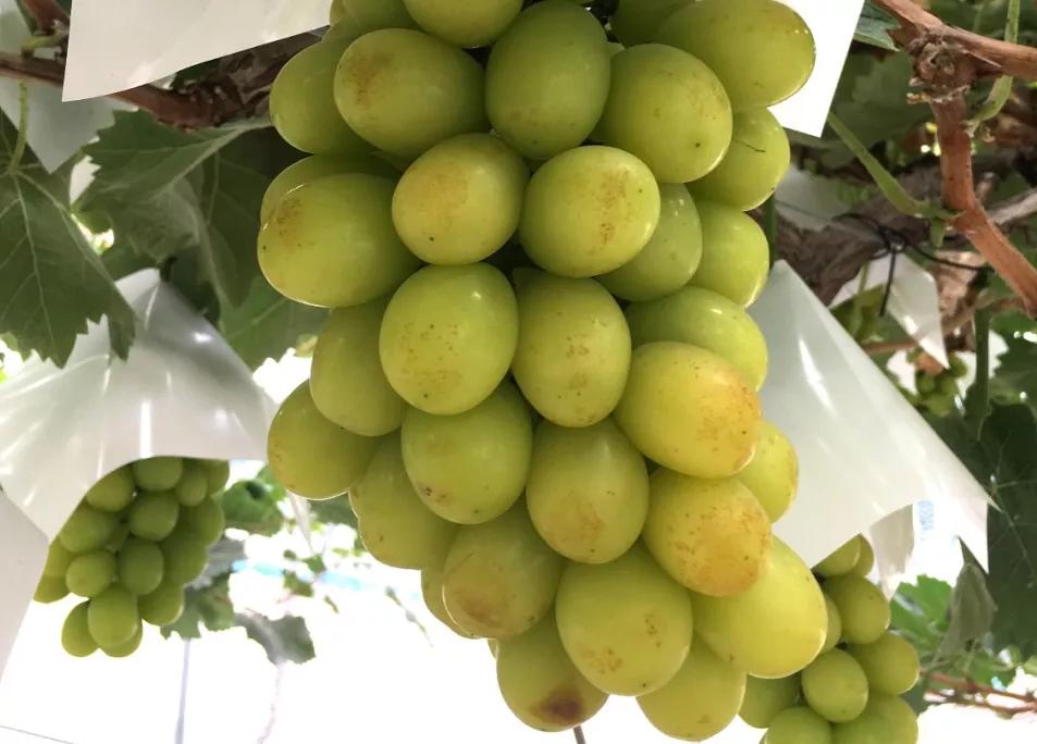 阳光玫瑰果锈,阳光玫瑰果锈怎么解决