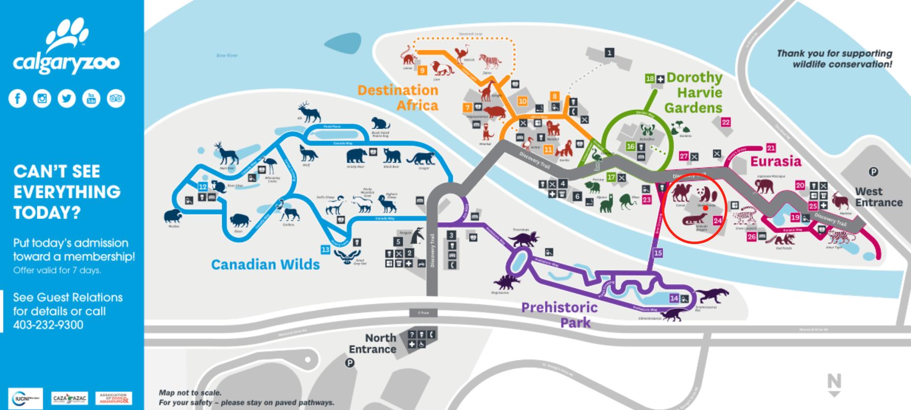 租借到外国的熊猫真的过得好吗,熊猫中国租借熊猫