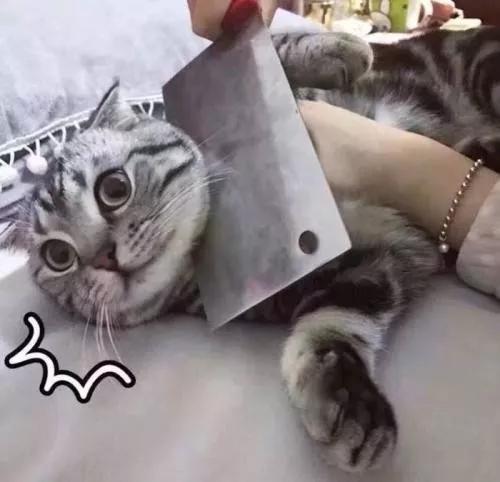 租猫一天多少合适,猫咪租赁一般多少钱