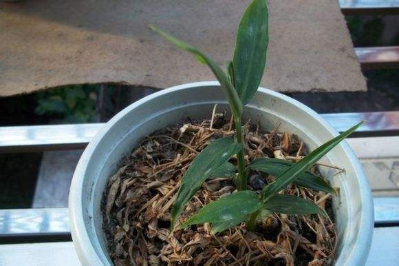 盆栽生姜的种植方法和时间,盆栽生姜的种植时间和方法