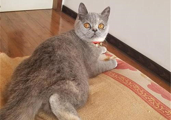 猫咪毛发会因为长大改变,猫咪秃头怎么回事