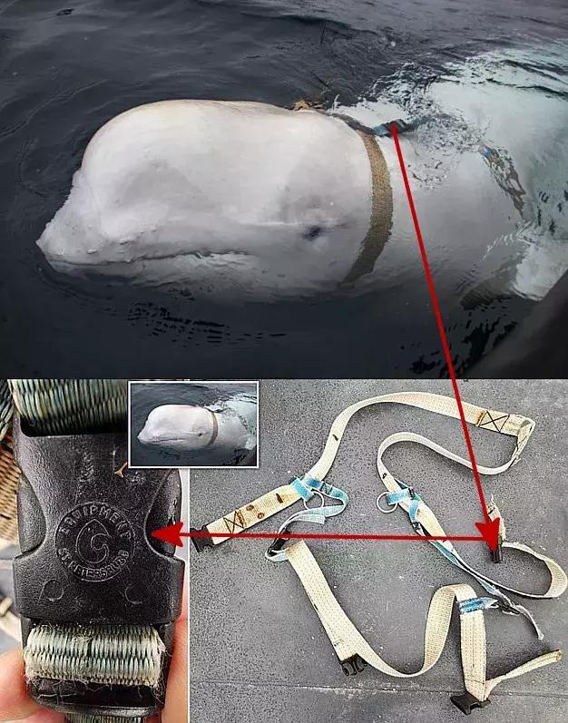 间谍的暗器,间谍暗器大全