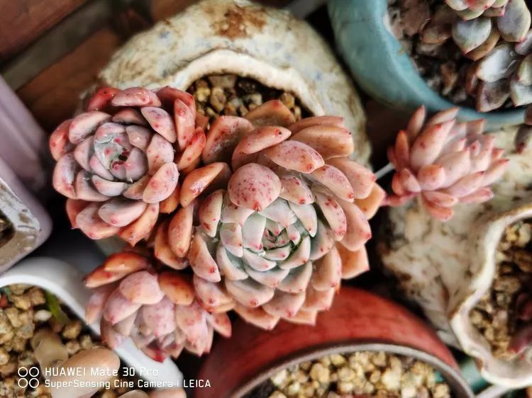 冬日如何更好地养多肉,冬天可以户外养护的多肉