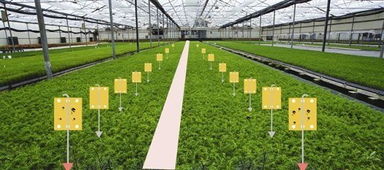 粉虱防治,六条建议