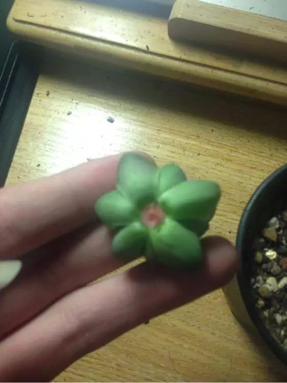 玉露徒长了如何解决,玉露徒长叶子细长干瘪还能恢复吗