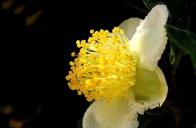 抹茶到底是怎么吃,抹茶到底有多难吃