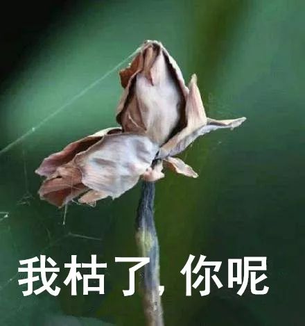 看到它3万块的项圈后，月薪3000的我瑟瑟发抖……