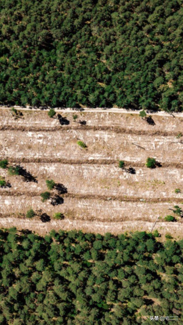 热带雨林木地板,户外庭院木地板推荐