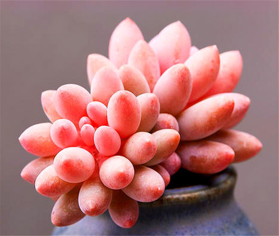 多肉中的“萌宠小萝莉”,天然自成悬崖桩,撸撸叶子就爆头