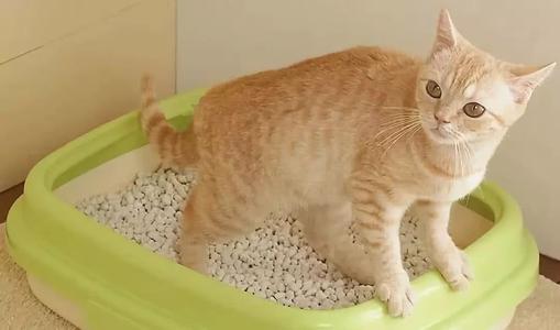 猫咪尿液除臭小苏打的使用方法,猫咪往床上尿尿了买什么除臭