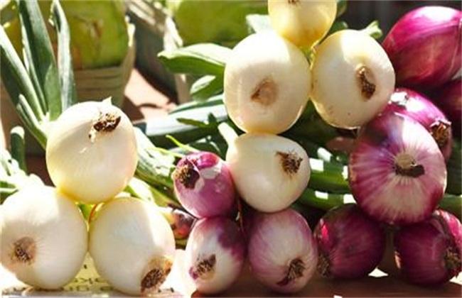 冬天养花用营养液吗,冬天养花养哪些植物好