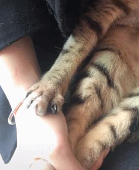 招惹蜜蜂的小猫咪，小爪子肿了3倍大，一脸委屈：下次不敢了