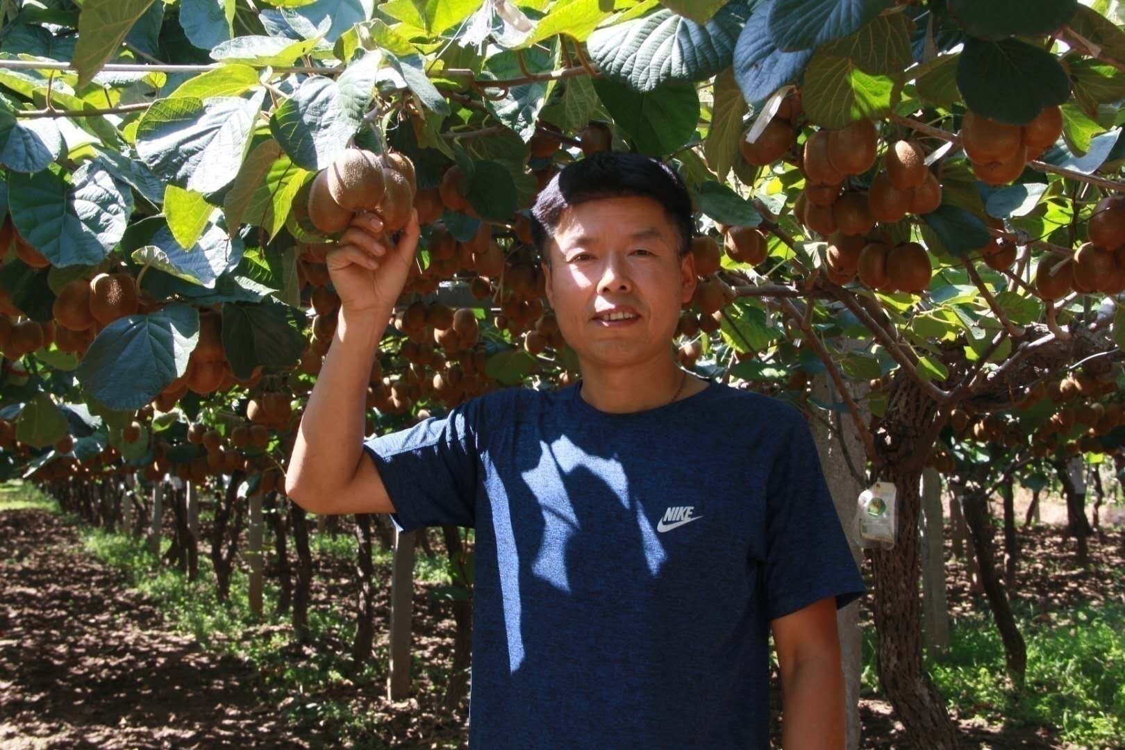 眉县猕猴桃电商企业,眉县国家级猕猴桃产业园物流