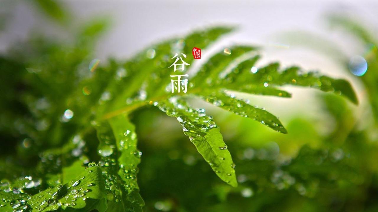 又是谷雨尝鲜季又到椿芽飘香时,谷雨习俗赏花喝茶吃香椿