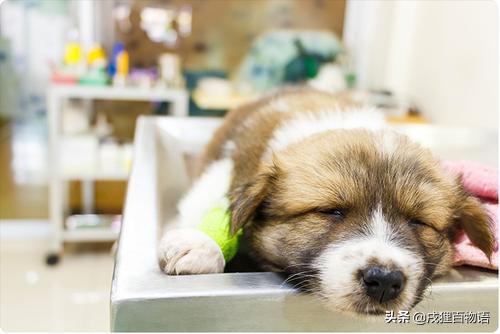 细小病是不是需要给狗狗喂消炎药,狗狗细小病用什么方法治疗最快