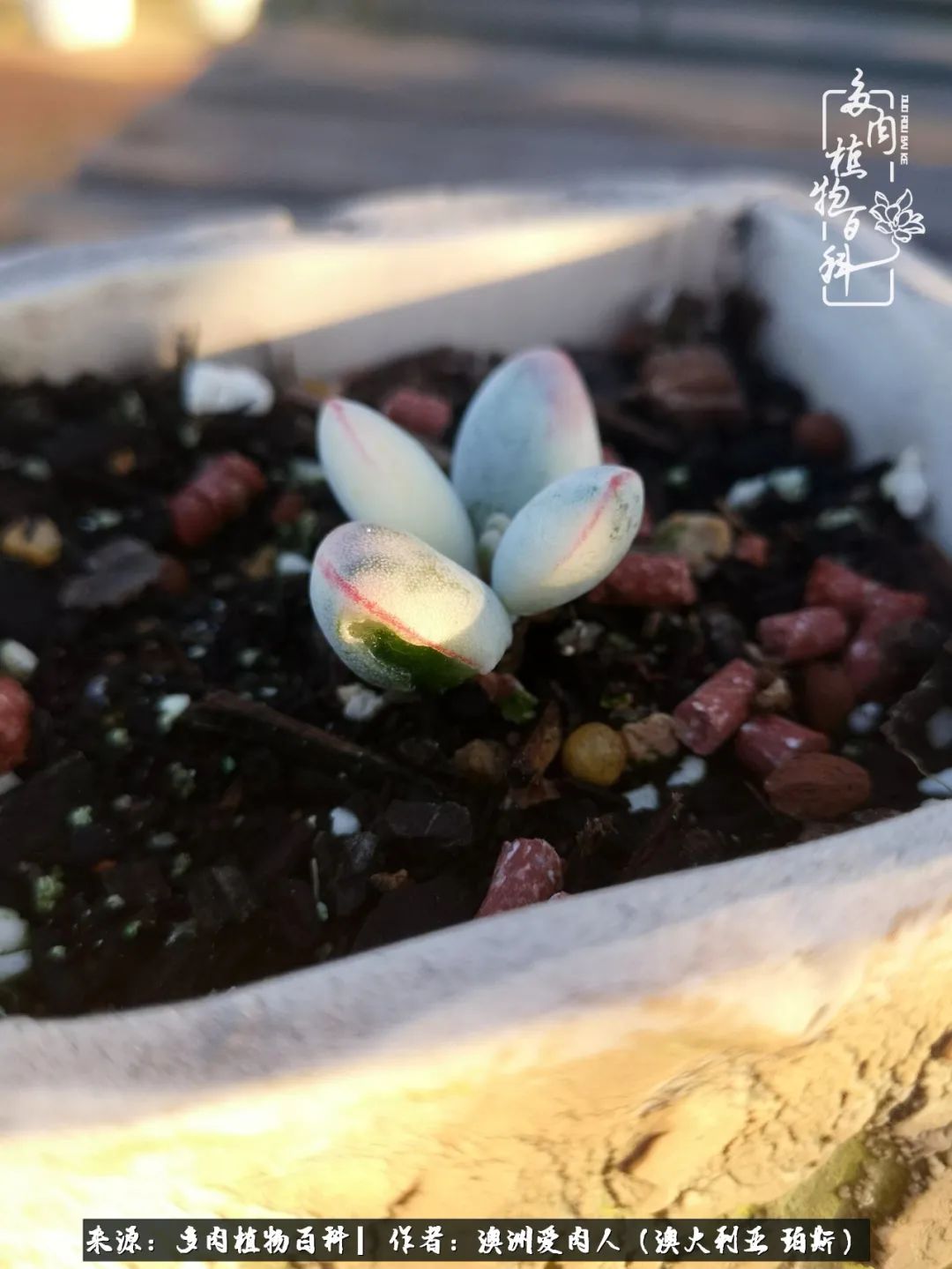 采蘑菇的小姑娘，“转行”来把多肉养