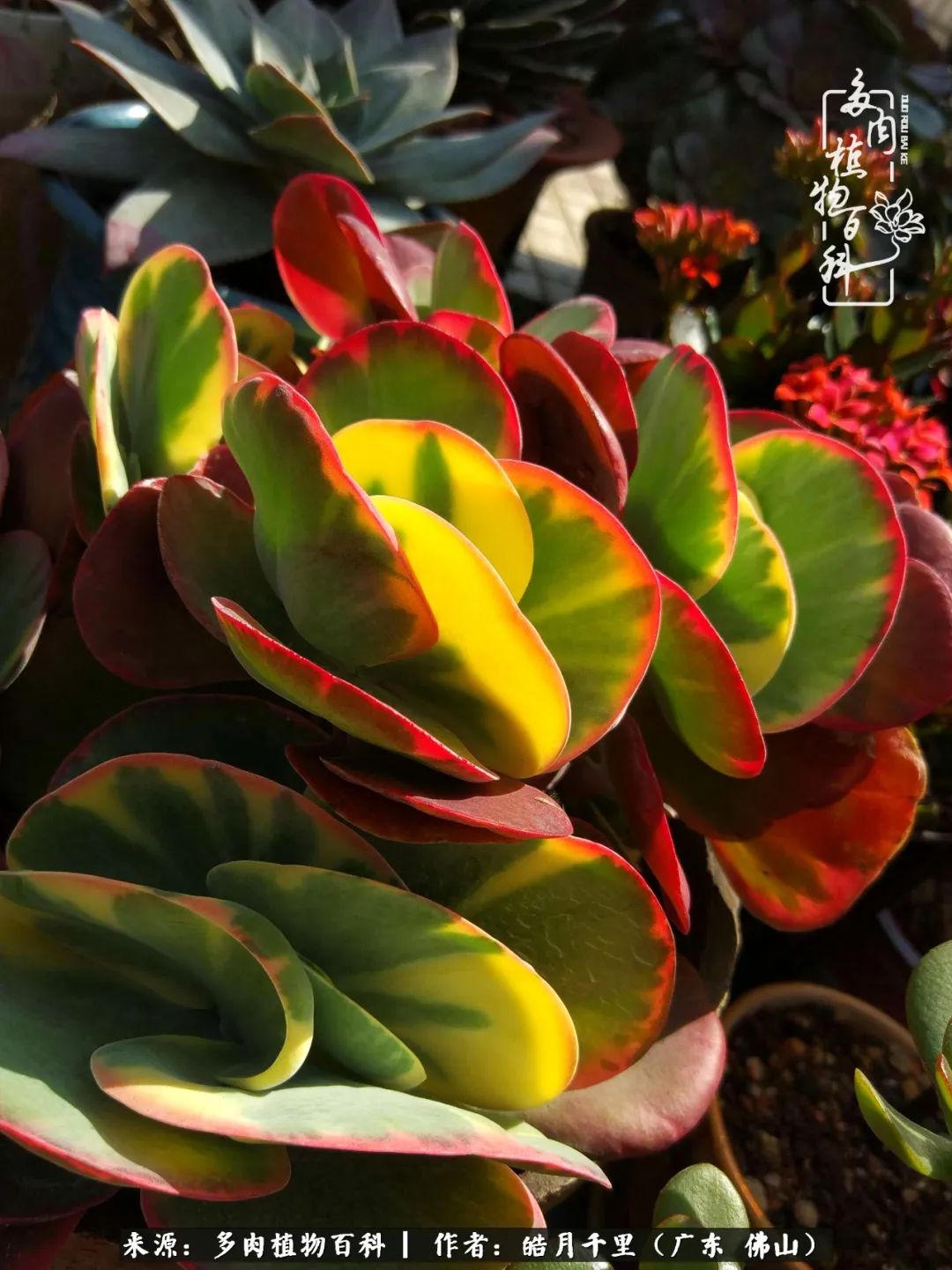 多肉娇气养不活多肉的10个秘密,养多肉是件很治愈的事情