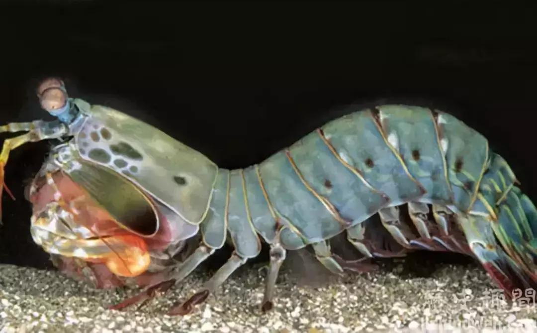 原神美食点评,江户前美食攻略