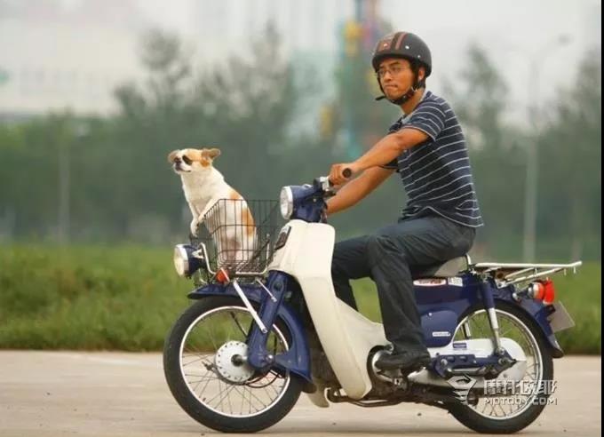 本田幼兽和威武的区别,本田幼兽多厉害