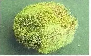 黑茶五步解决黄曲霉毒素风险