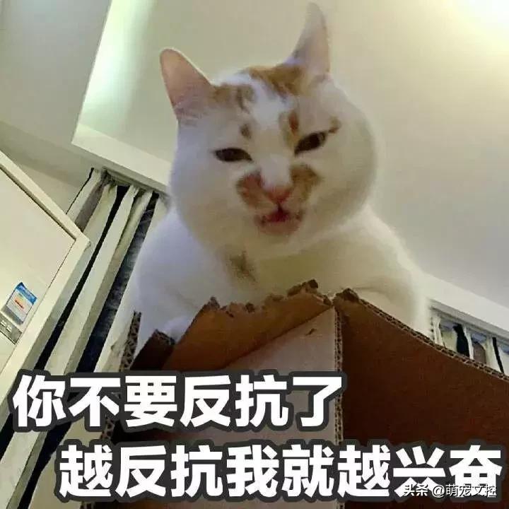 如何改掉猫咪乱挠乱咬的毛病,猫咪为什么会挠猫粮