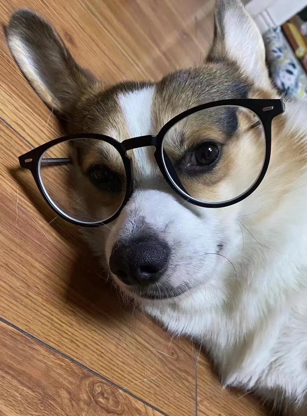 男生猛犬穿女装,男生细狗穿女装