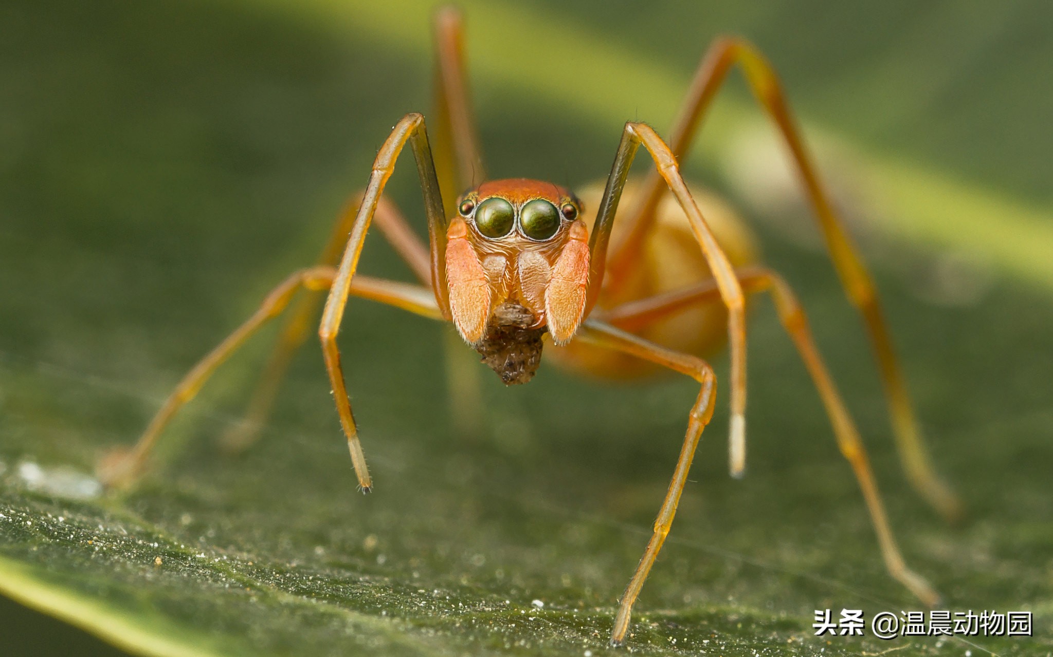 辟谣:跳蛛的饲养方法跟捕鸟蛛一样?不,跳蛛通常更适合新手饲养