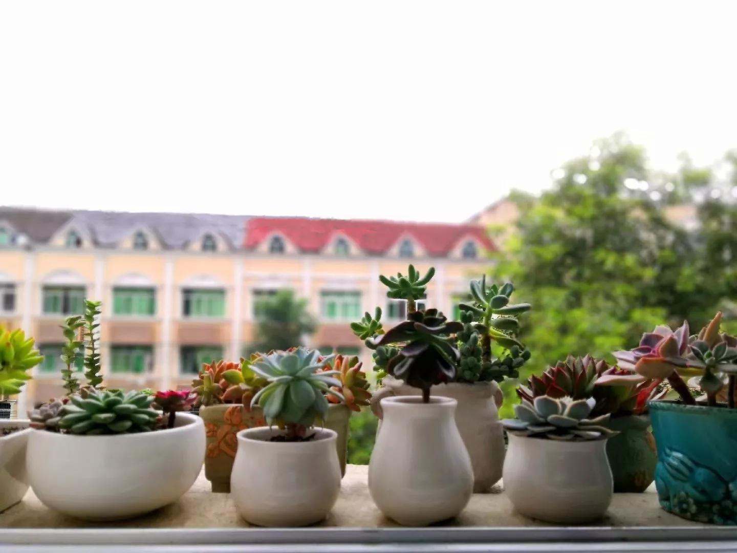 有一种花叫多肉,多肉花开视频大全