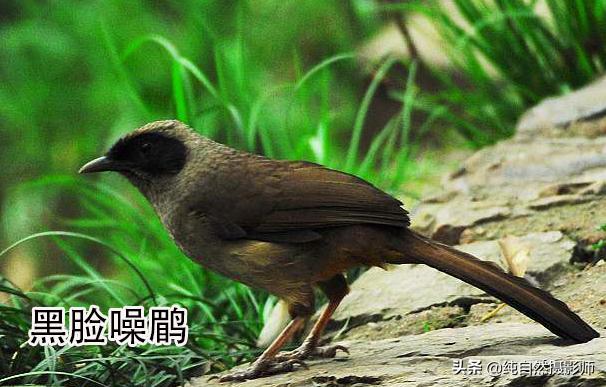 画眉品种有哪些,画眉科的鸟类大全