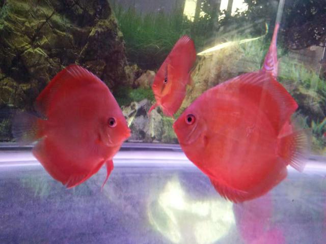 选鱼讲究,新手养鱼应该选择什么鱼