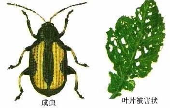 跳甲特别厉害怎么办,跳甲克星一览表