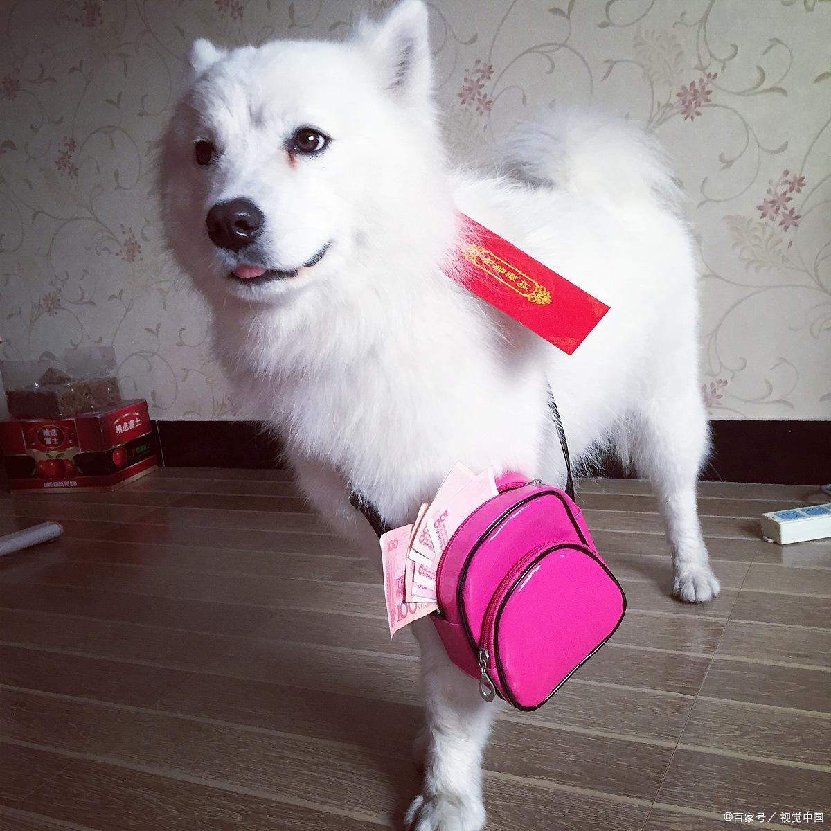 关于萨摩耶你不知道的冷知识