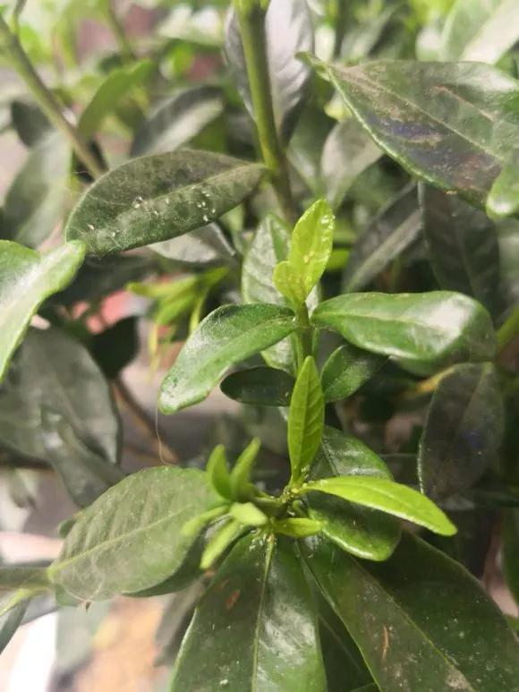 栀子花月季花叶子发黄有黑斑点,茉莉栀子花叶子发黄怎么办