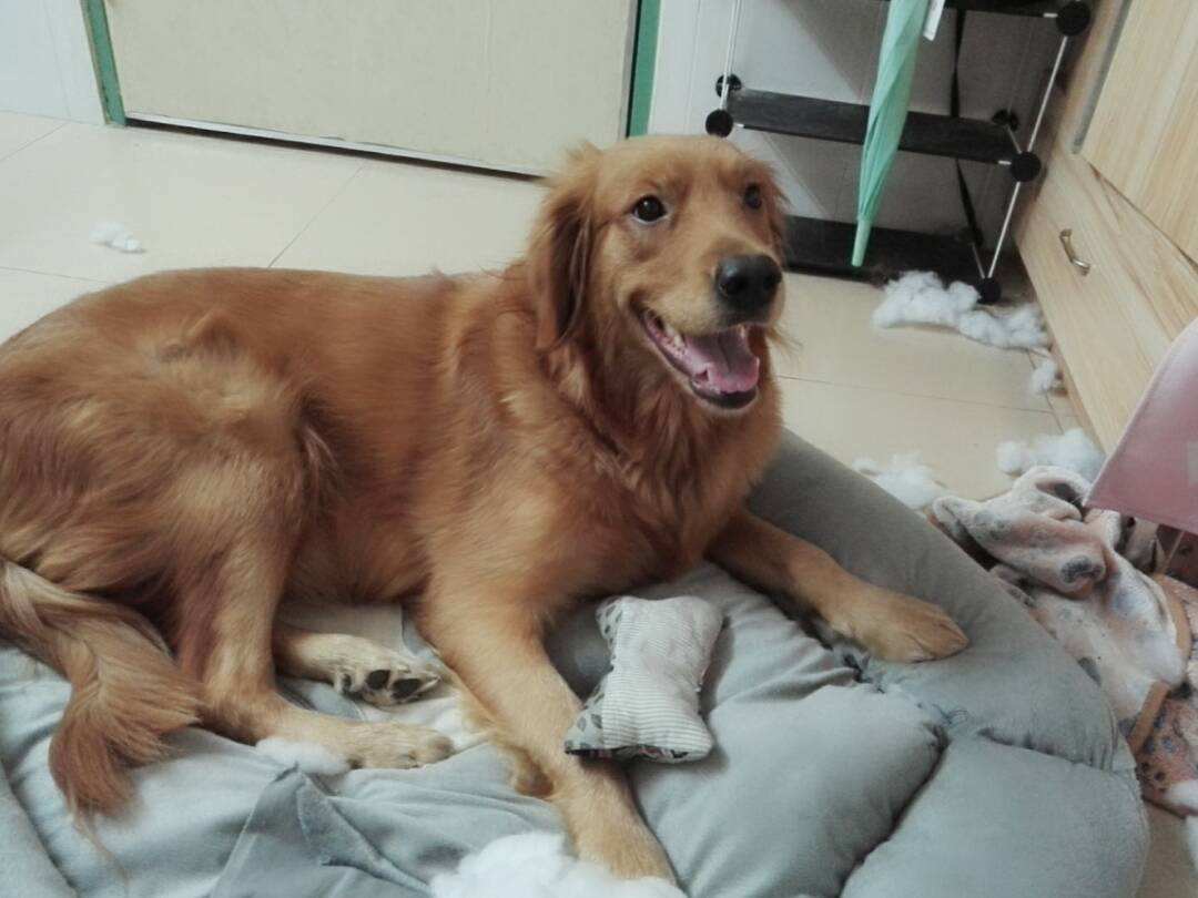 养狗之后我才发现，“狗笼”才是最必须买的宠物用品！