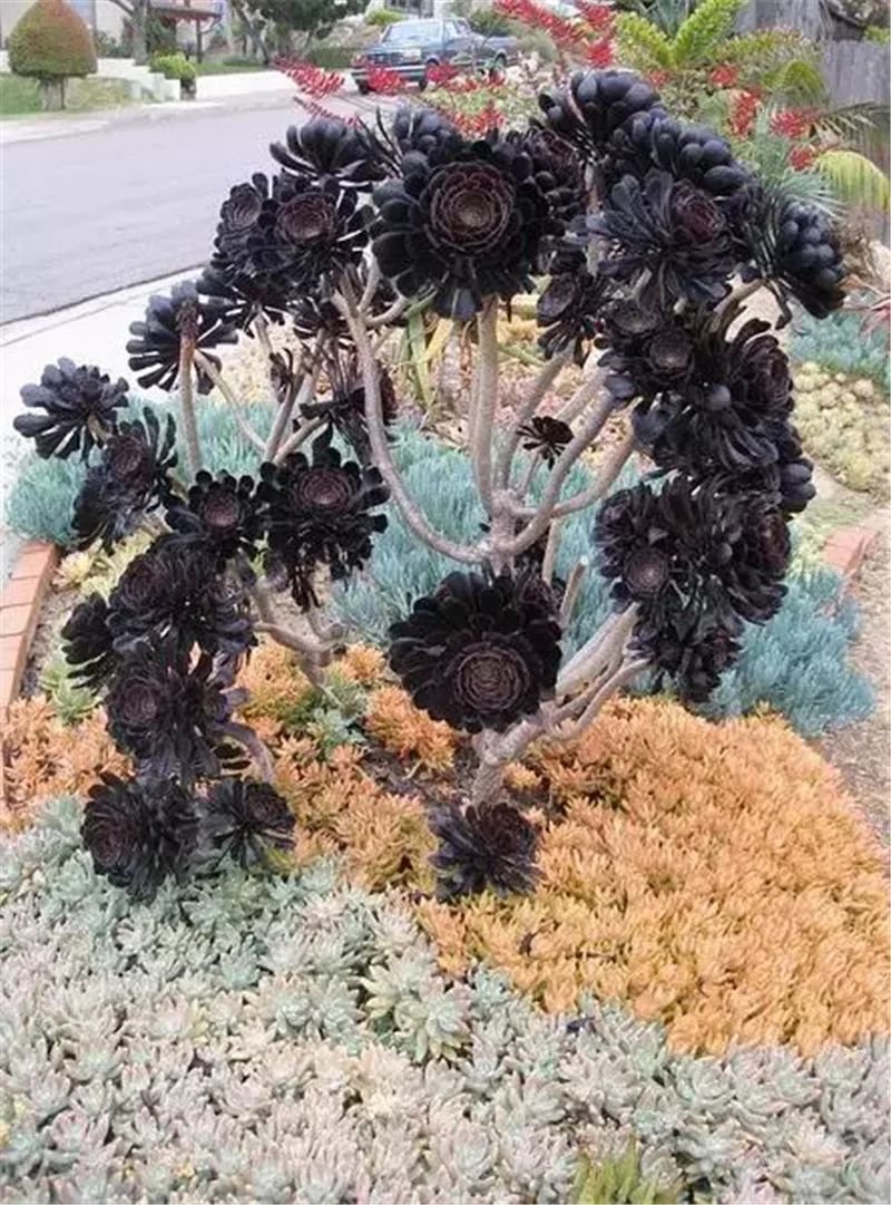 老外的多肉盆景惊艳了世界,多肉庭院美极了