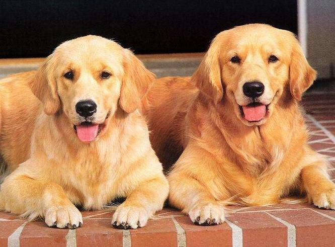 养一条金毛是什么样的体验,养狗狗的基础知识8个月金毛