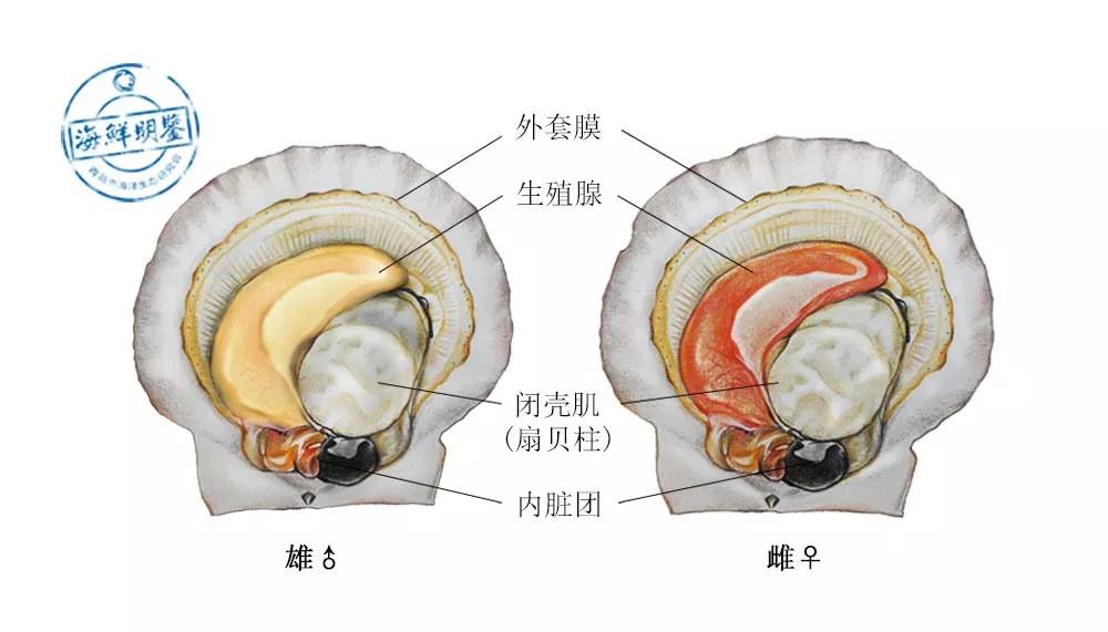 会跑路的扇贝你吃了吗,海鲜大咖活扇贝怎么处理干净