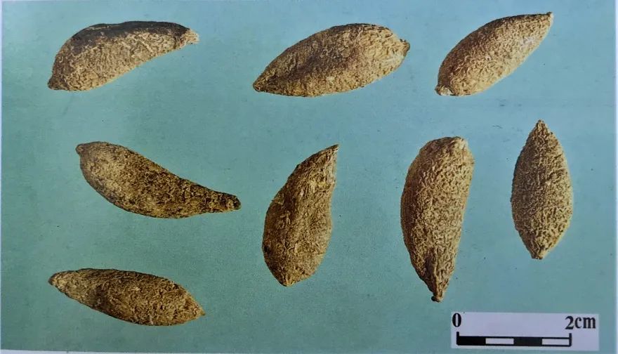 草药莪术的功效与作用,醋莪术行气破血什么意思