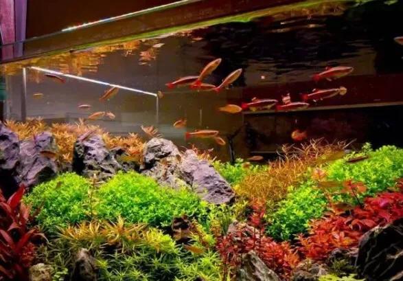 楸肩几闈掕嫈姝讳骸鑴辫惤,楸肩几閲岃兘鏀鹃潚鑻斿悧