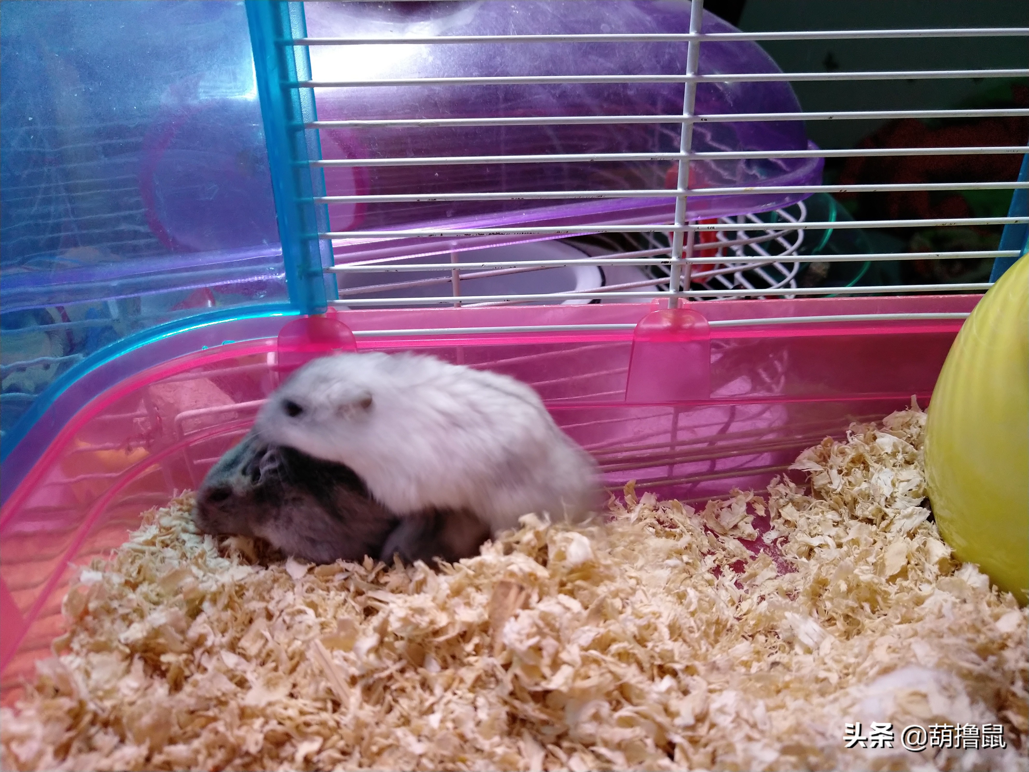 仓鼠怀孕注意事项和禁忌,仓鼠怀孕后一定要分开养吗