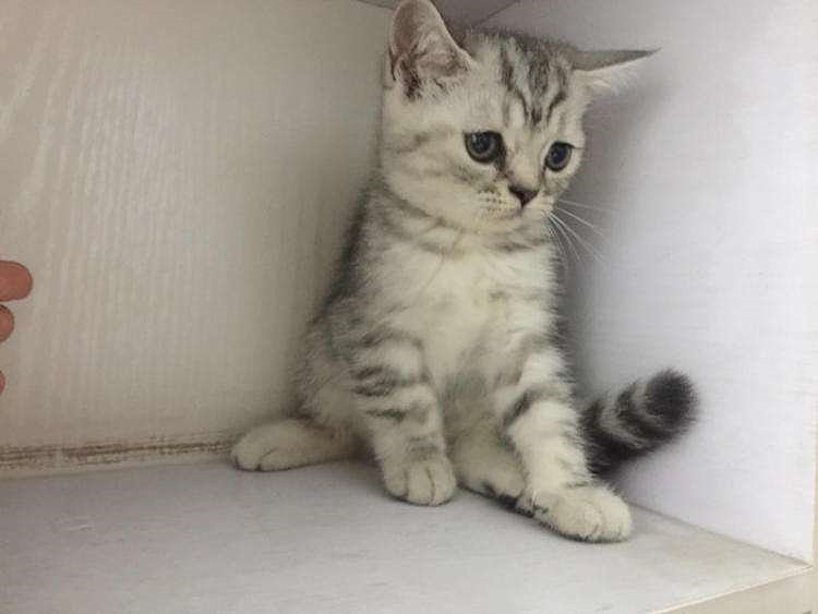 美短猫有多少种颜色,美短猫有哪些花色