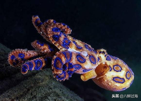 可爱的章鱼适合做章鱼烧,制作一个小型章鱼烧